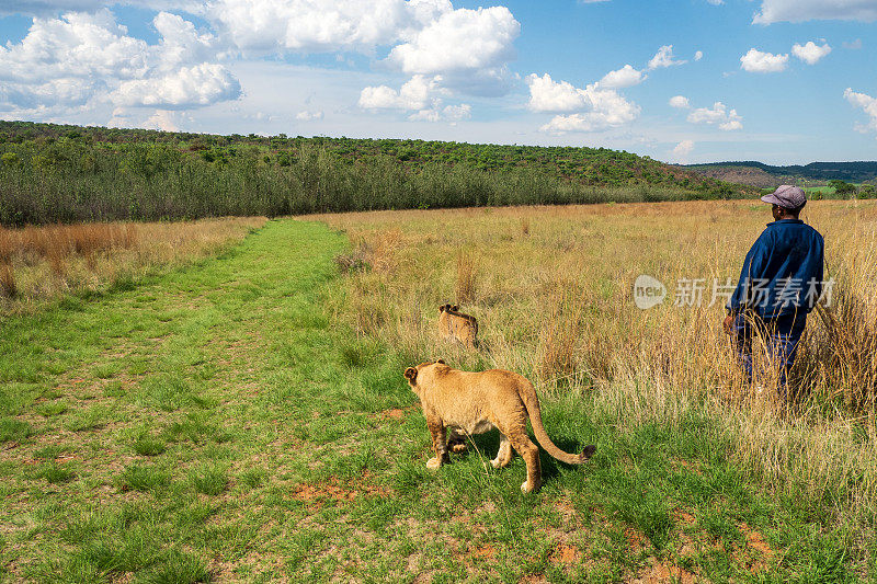 南非卡利南，一名非洲男子和两只8个月大的小狮子(狮子Panthera leo)在科林马背非洲小屋附近的荒野里散步